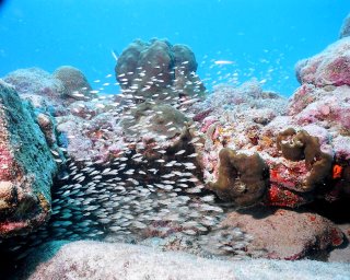 Baby Parrot Fish at Arashi Beach Aruba