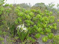 Mangroves - Whiteland Beach - Eleuthera