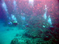 Scuba diving near the Black Rock, Kaanapali Beach, Maui, Hawaii