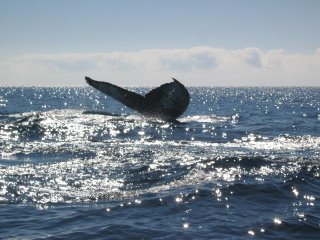 Whales Cabo San Lucas - Playa Solmar