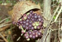 Tucum Pod - Brazil