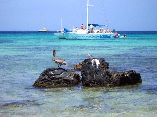 Arashi Beach Aruba Snorkeling