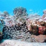 Arashi Beach Aruba Snorkeling Arashi Beach Aruba Snorkeling