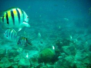 Arashi Beach Aruba Snorkeling