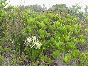 Whiteland Beach Eleuthera Bahamas