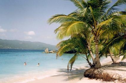 Palm Cayo Levantado peninsula Samana  Dominican Republica