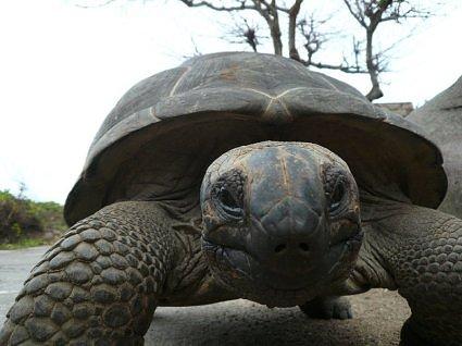 Giant Turtle out for a walk,La Digue,Seychelles,Africa (255)