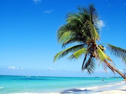 04 Palm Tree on Negril Beach