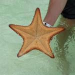 Starfish at Playa Sirena, Cayo Largo, Cuba Starfish at Playa Sirena, Cayo Largo, Cuba