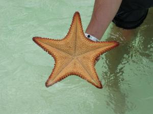 Starfish at Playa Sirena, Cayo Largo, Cuba