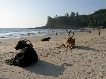 Goa India beach