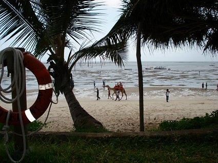 Camel on the Beach, Africa